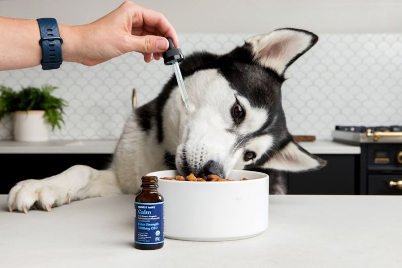 Pet Products - person holding white and black siberian husky puppy drinking on blue and white ceramic mug